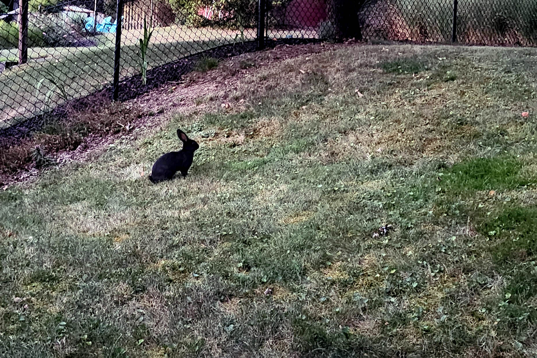 Stray black rabbit