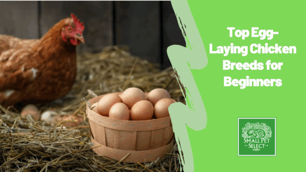 Red chicken breed laying egg in dry straw inside a wooden chicken coop