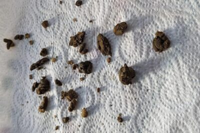 Unhealthy abnormal guinea pig feces