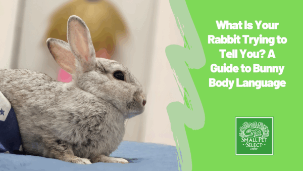 Graceful rabbit displaying some body language