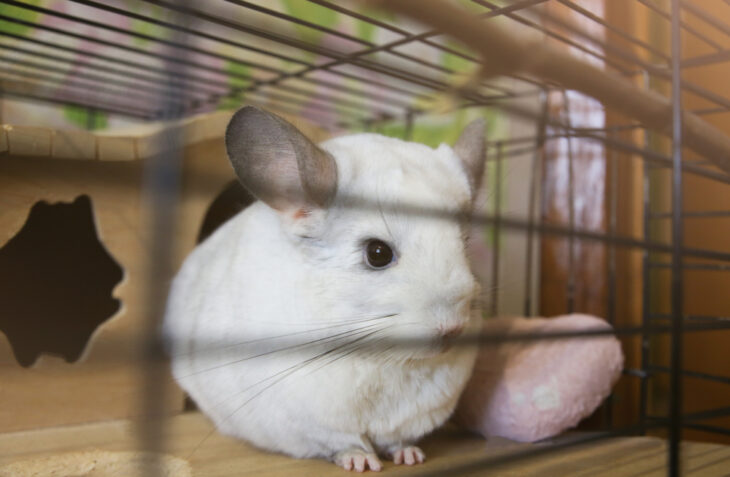White chinchilla sitting in her cage.