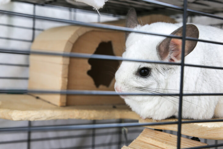 White chinchilla sitting in her cage.
