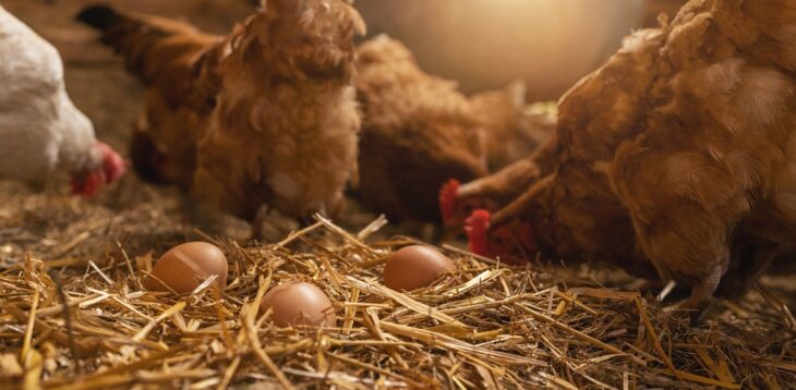 Flocks of chicken with eggs at a chicken coop in a bio farm.
