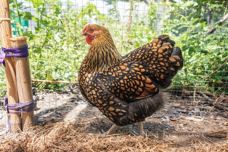 Egg laying pure breed Wyandotte chicken in the backyard of a farm garden.