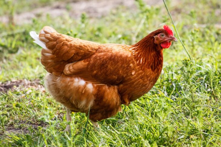Golden comet chicken roaming freely in the backyard farm.