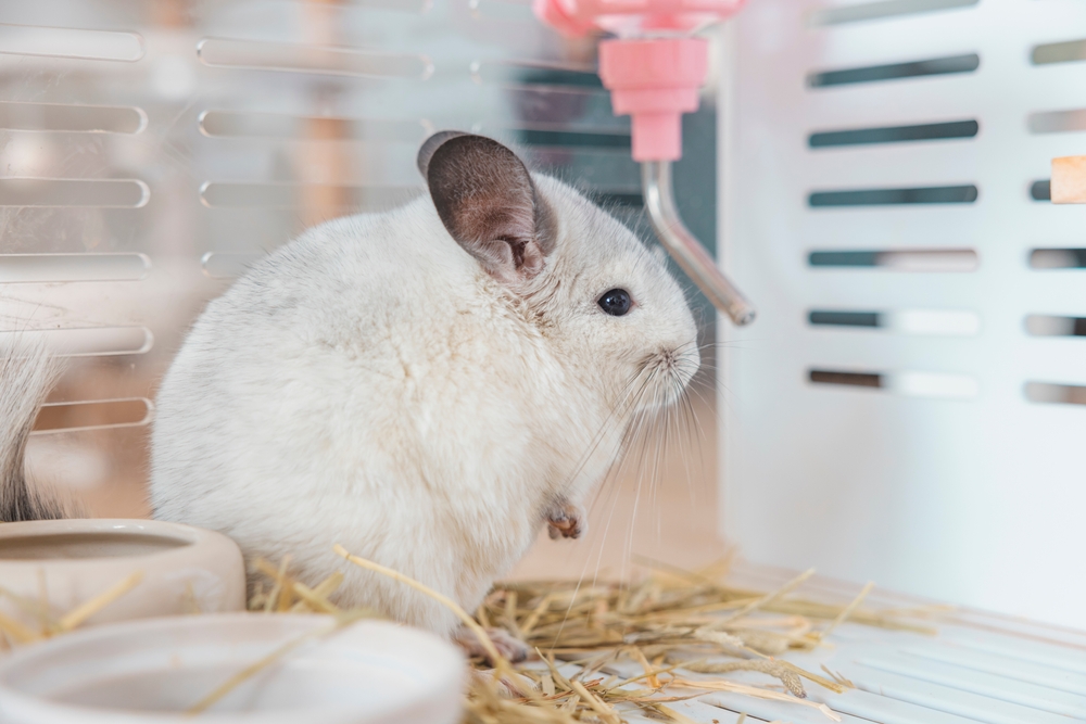 White fur fluffy chinchilla playing in his habitat