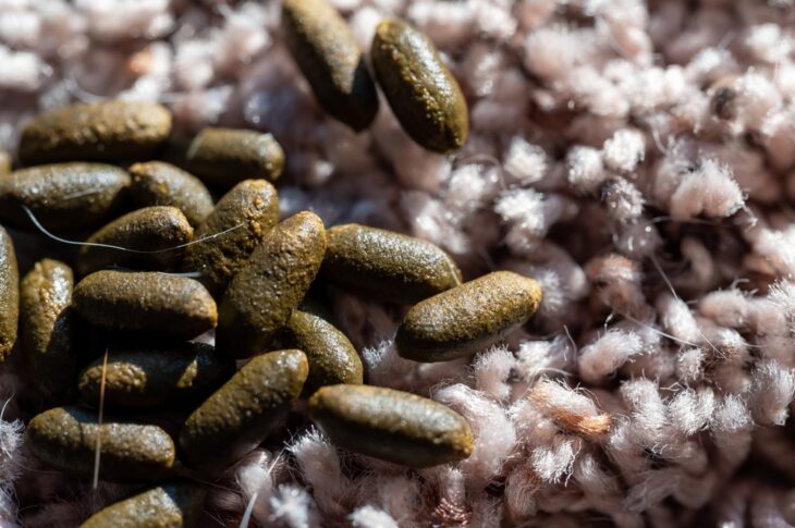 Healthy guinea pig poop pellets on residential carpet.
