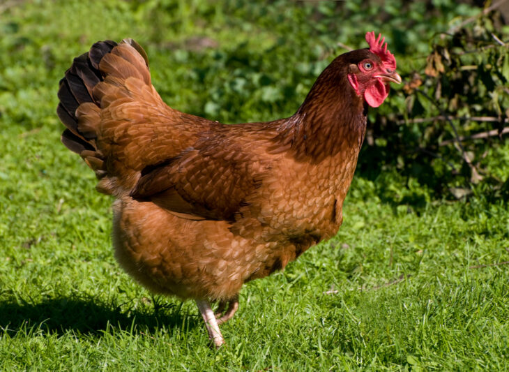Brown Rhode Island chicken roaming freely in a green grass