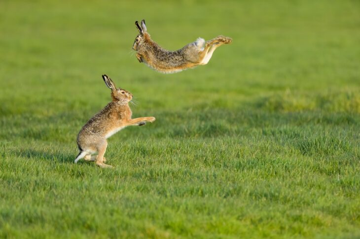 A scenic view of two hare rabbits found jumping around in an open field