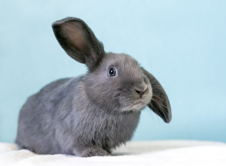 Cutie rabbit expressing itself through its ears in a half lop position