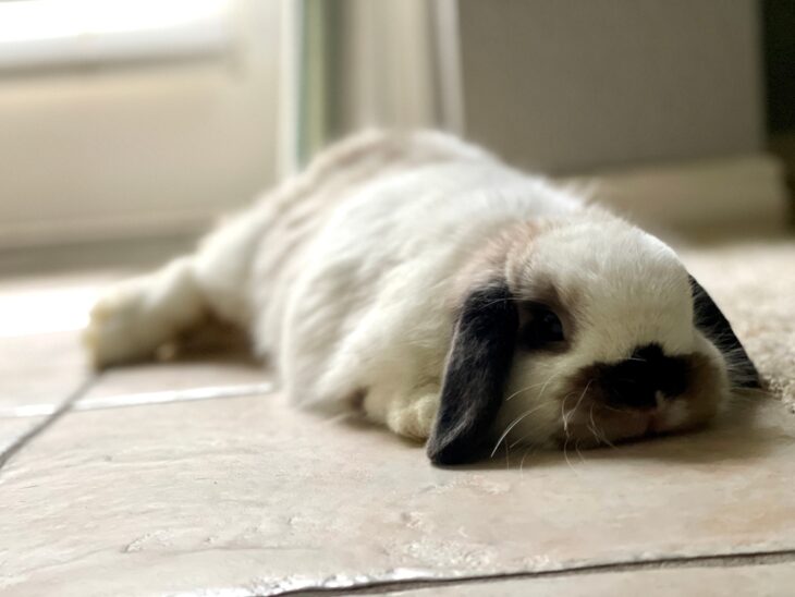 White bunny rabbit flopped on the tile floor