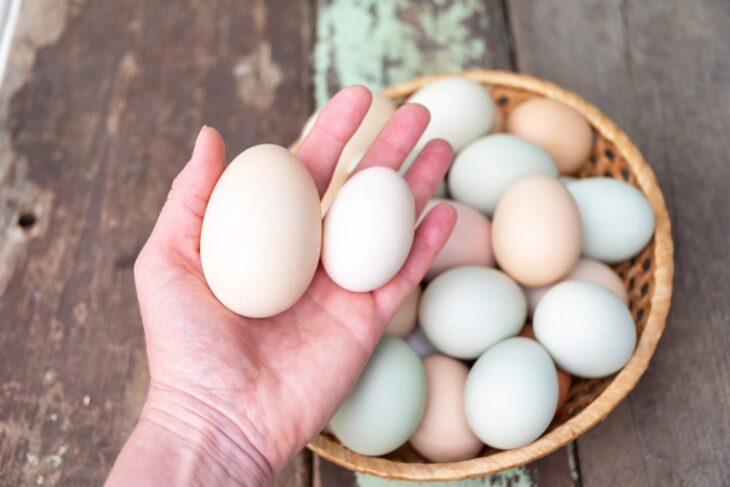 Farmer holds two eggs of different sizes above a wicker basket full of colorful organic chicken eggs, showing the variety of shell sizes and colors from different breeds of chicken
