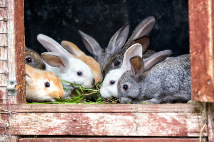 A group of young rabbits in an enclosed cage