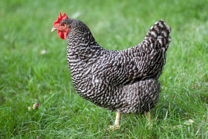 Barred plymouth rock chicken roaming freely in a green grass at the backyard farm