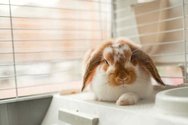 Brown rabbit in a cage
