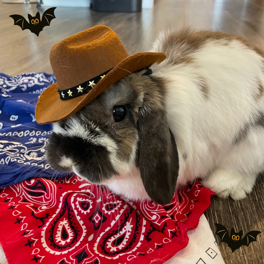 _ #1 Clover @clover.the.bun.bun