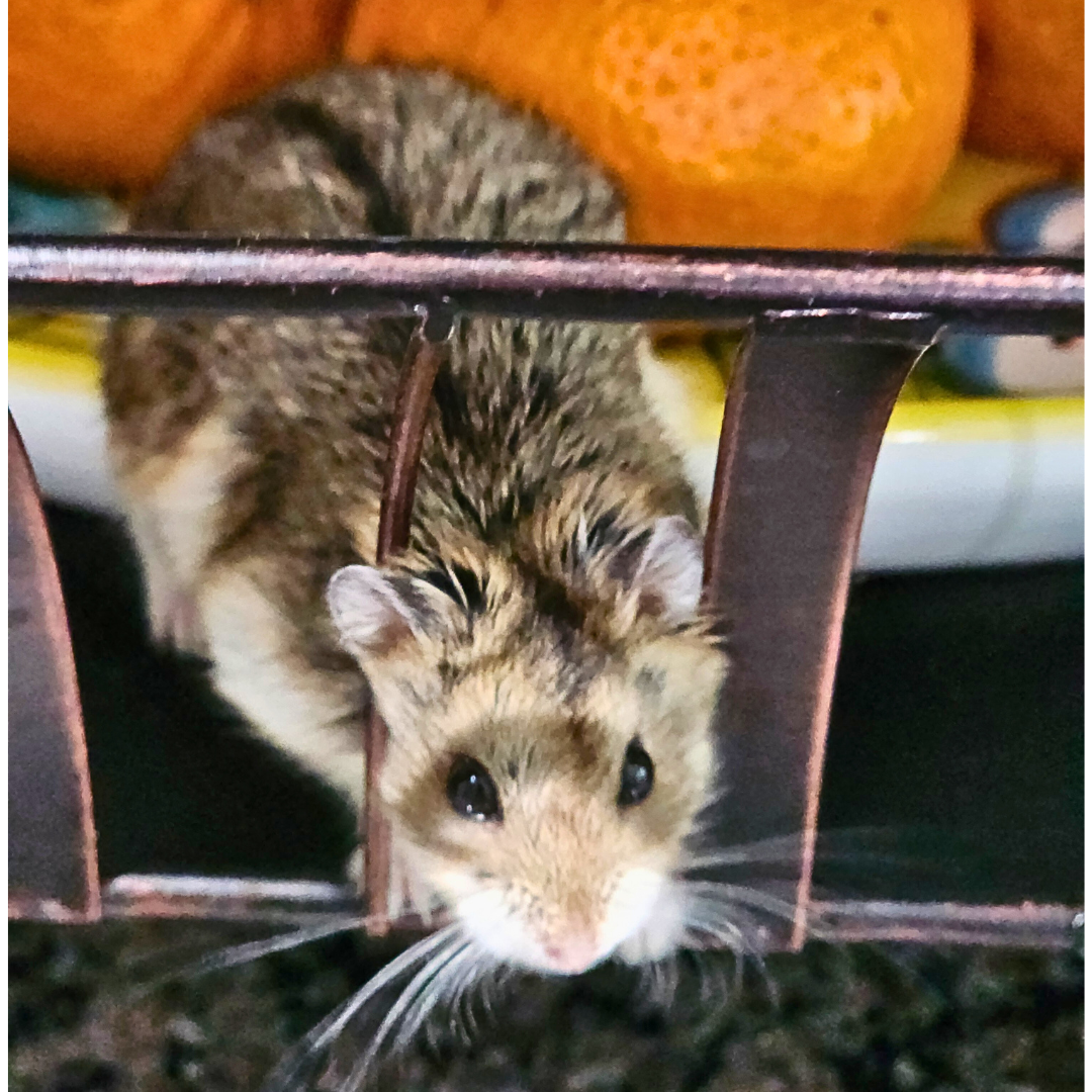 _ #10Hamilton francan518@gmail.com