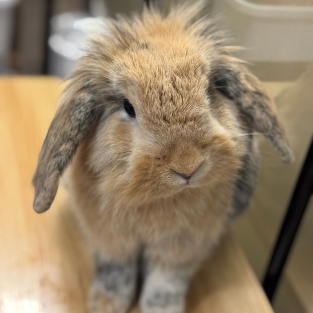 #3 Henry morganbrooke2021@gmail.com