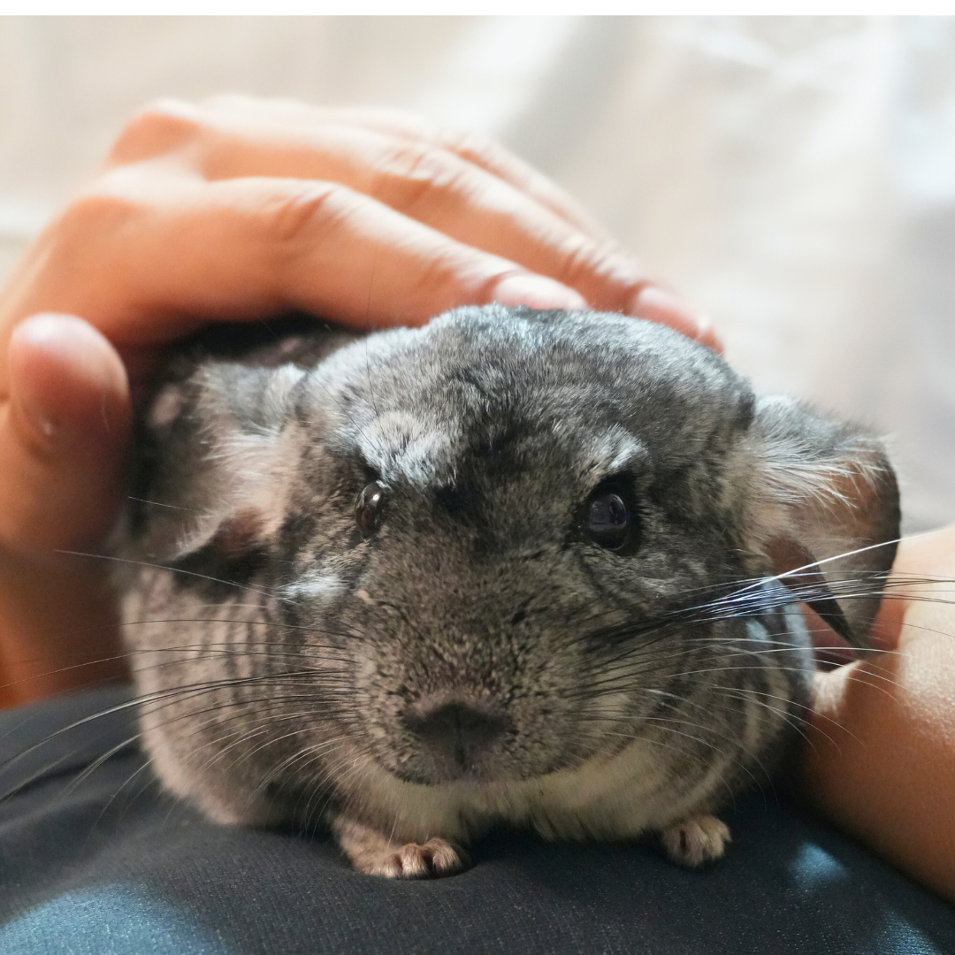 #4 China @Chinathechin