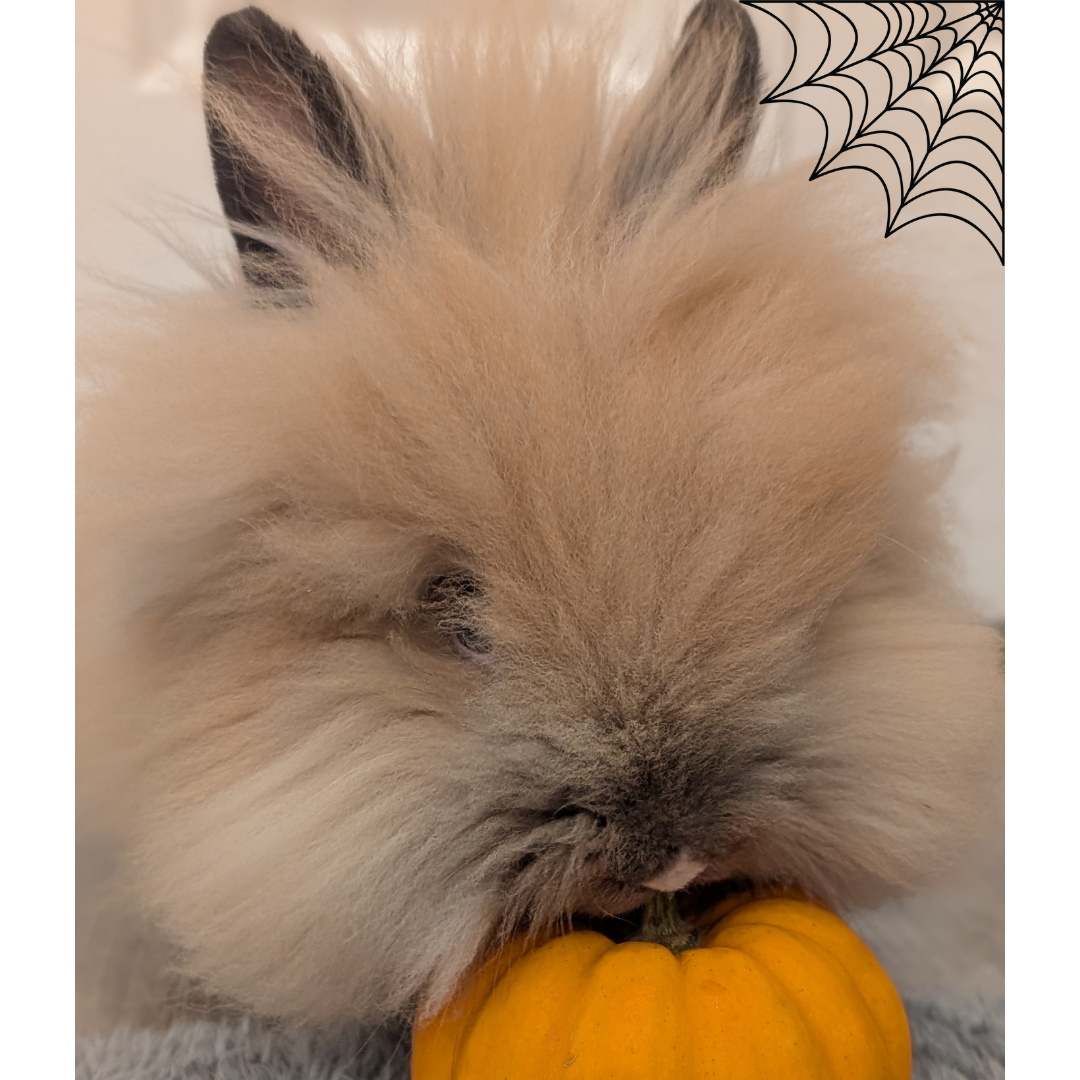 _ #6 Toffee