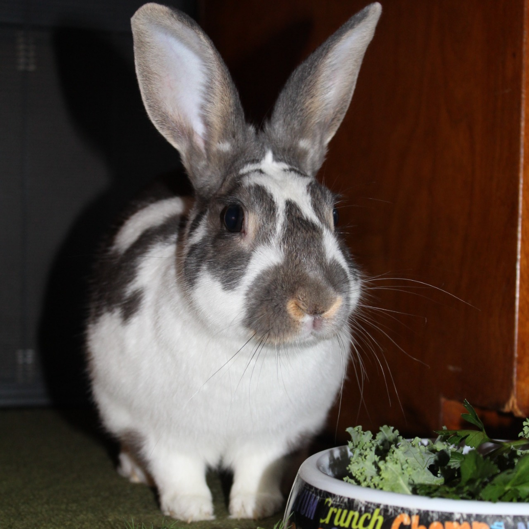 #6 Bunzy