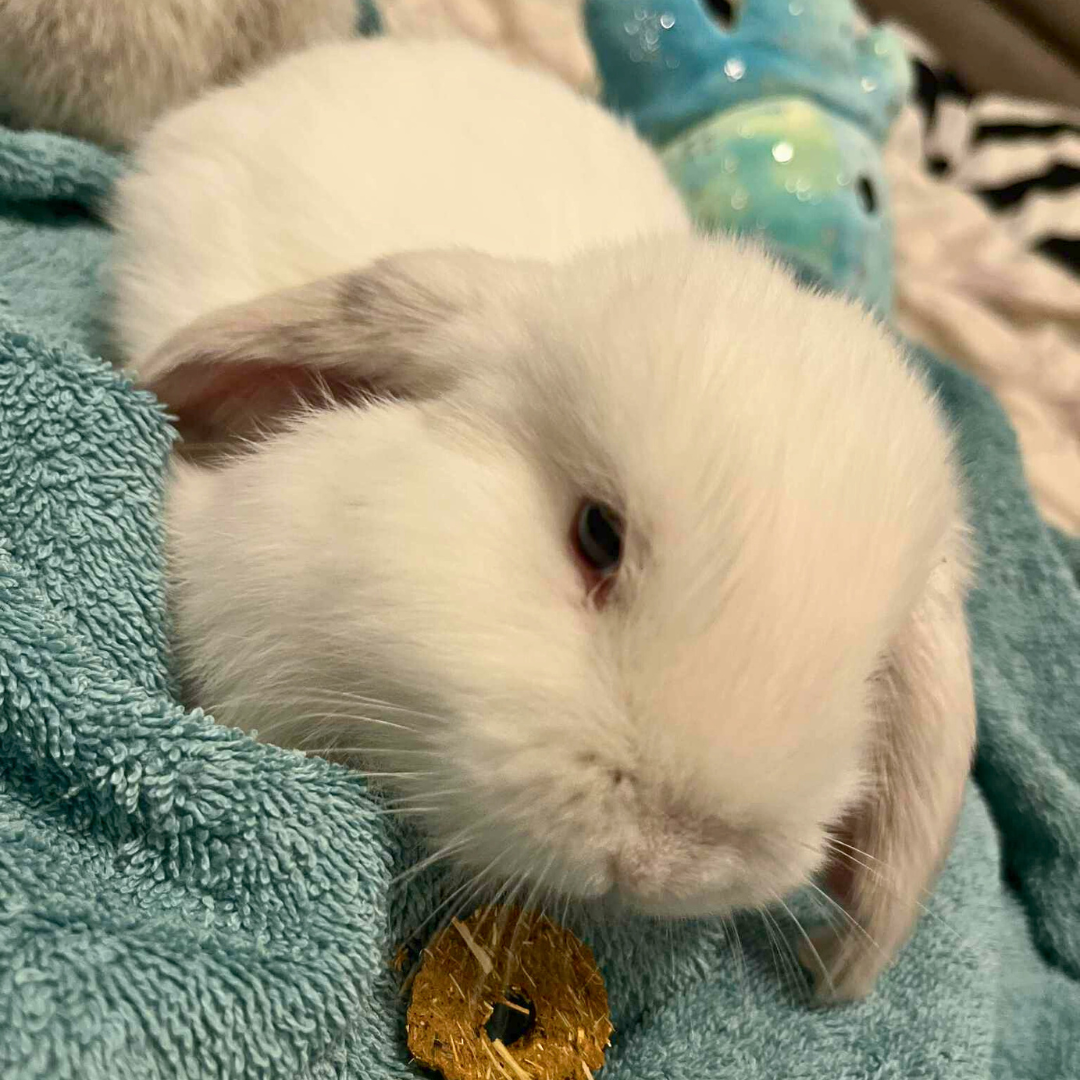 #9 Beza @k_a_m_i_l_a_x