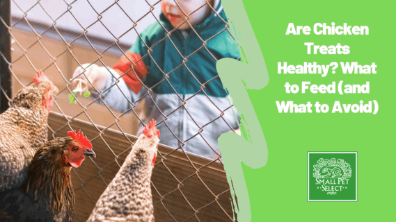 Are Chicken Treats Healthy? What to Feed (and What to Avoid)