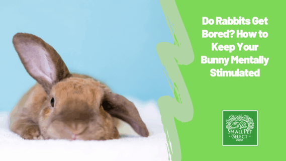 Do Rabbits Get Bored? How to Keep Your Bunny Mentally Stimulated