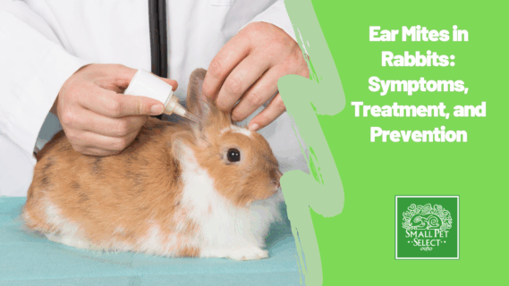 Ear Mites in Rabbits: Symptoms, Treatment, and Prevention