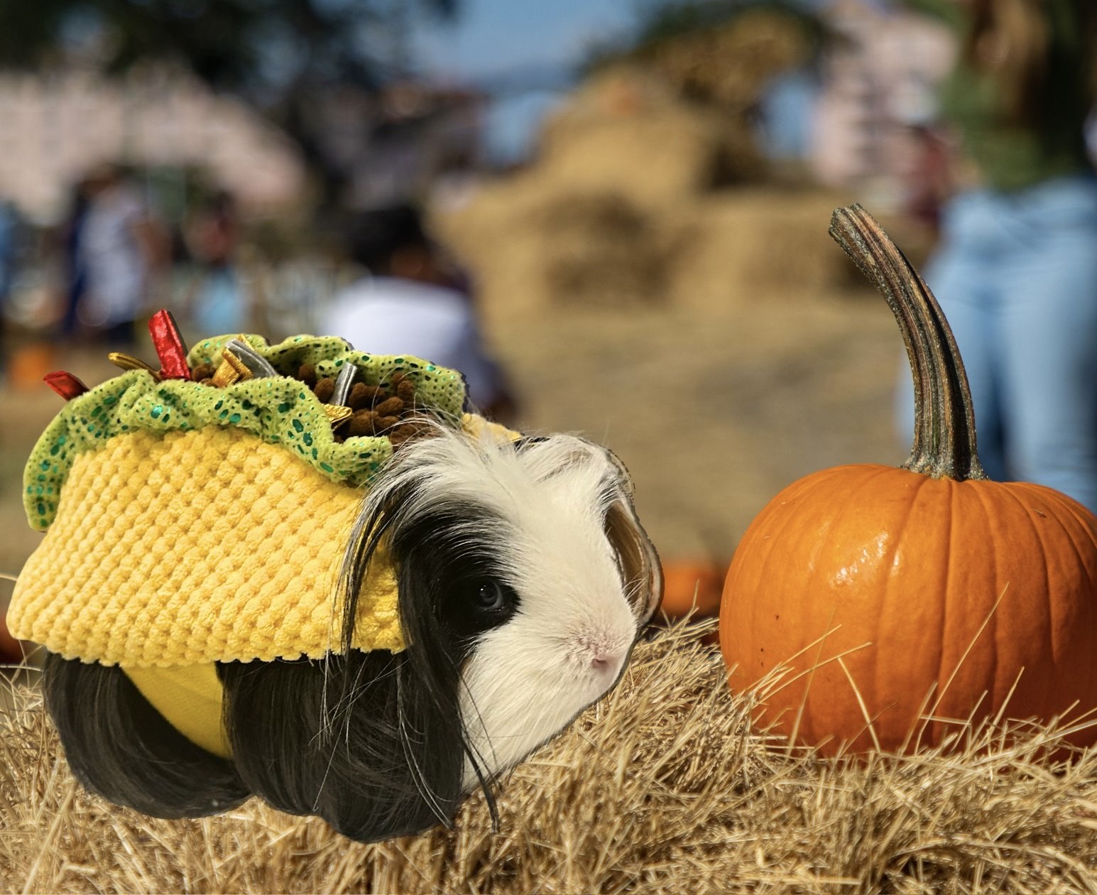 Gizmo Halloween 2