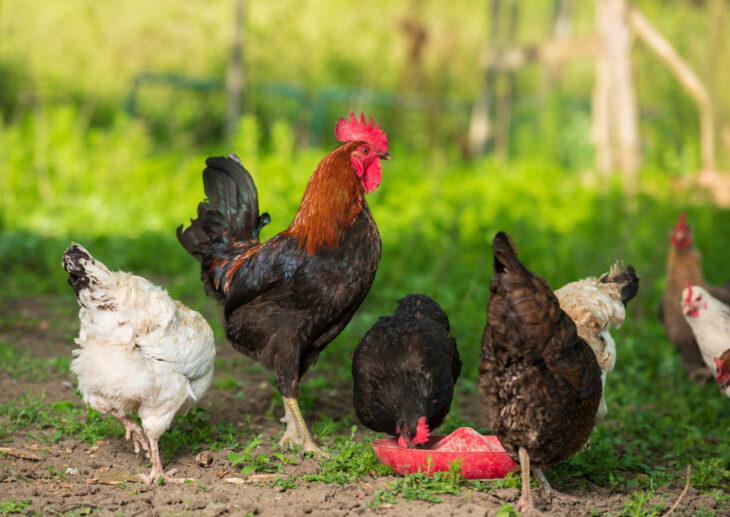 Roasters and chickens feeding on treats