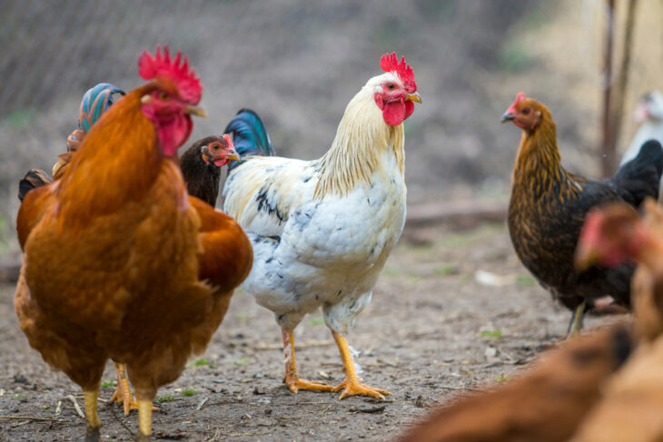 Group of grown healthy red and black hens and big white rooster outdoor walking feeding in poultry yard on bright sunny day