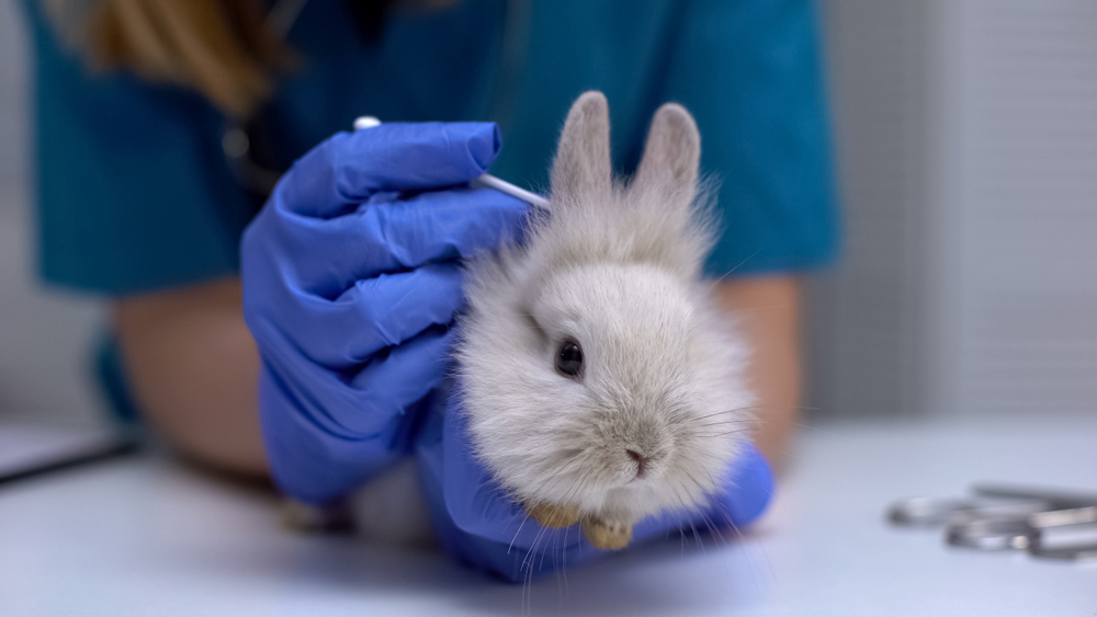 Ear Mites in Rabbits: Symptoms, Treatment, and Prevention | Small Pet ...