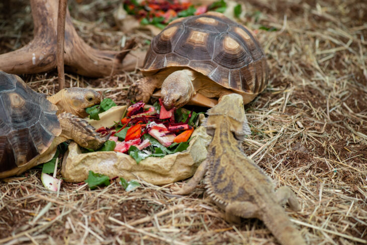 Little tortoise and iguana eating fruits and vegetables