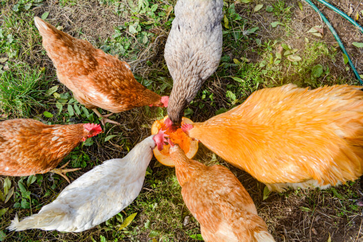 A flock of free range chickens pecking some pumpkin treat in a field