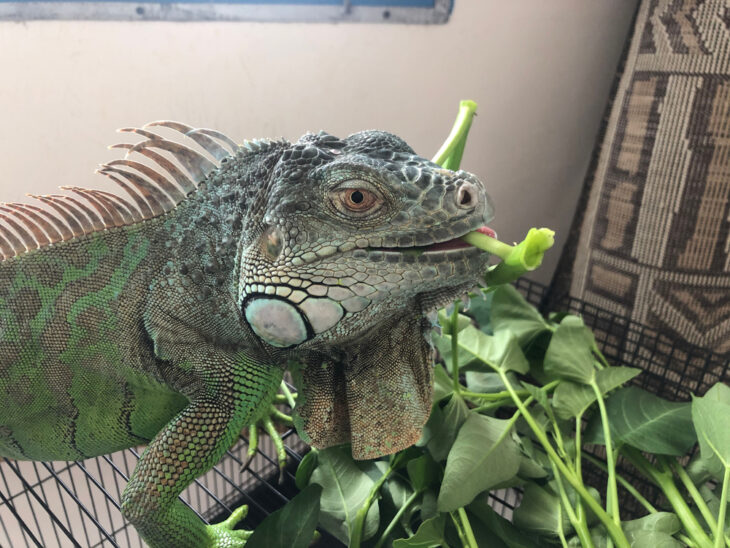 Green iguanas eat kale in the cage