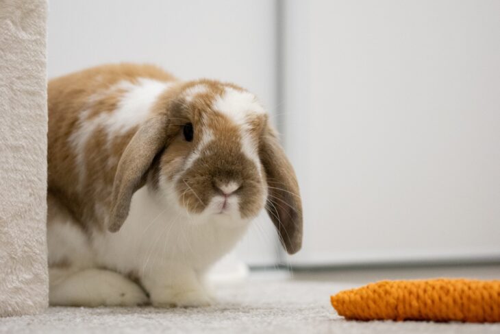 Cute rabbit playing with a toy