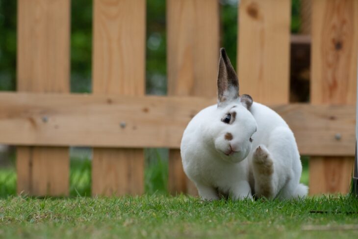 Cute white rabbit scratching the ear