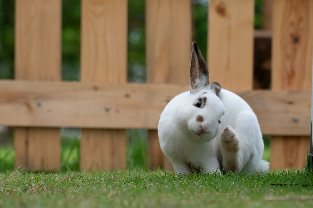 Ear Mites in Rabbits: Symptoms, Treatment, and Prevention | Small Pet ...