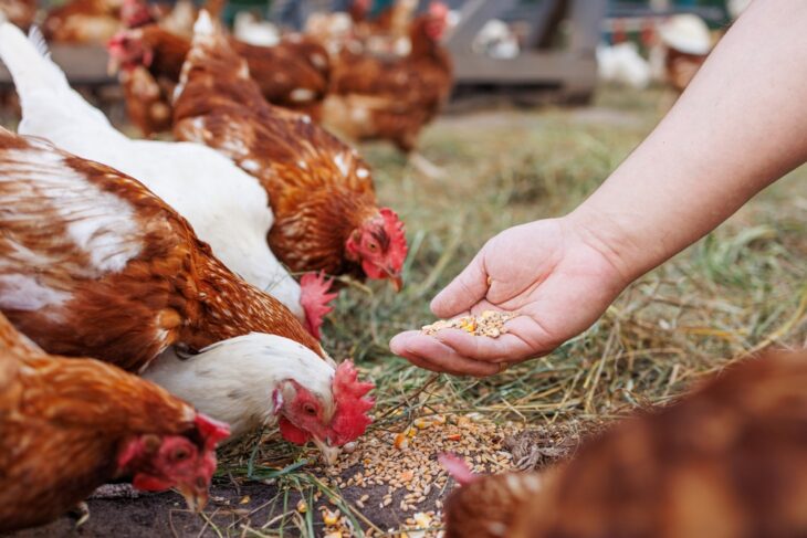 Farmer feeding the chickens with some grains