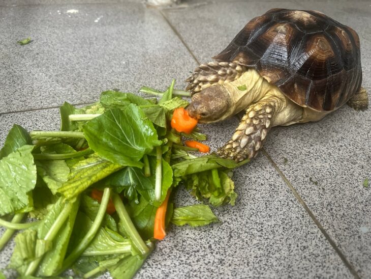 A small sulcata tortoise eating vegetables and carrots