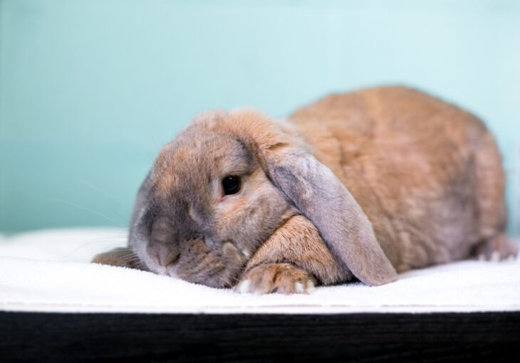 A brown lop eared pet rabbit lying down with its head down feeling bored