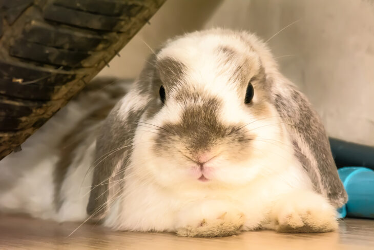 A rabbit laying under the wheels.