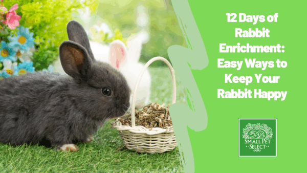 12 Days of Rabbit Enrichment: Easy Ways to Keep Your Rabbit Happy