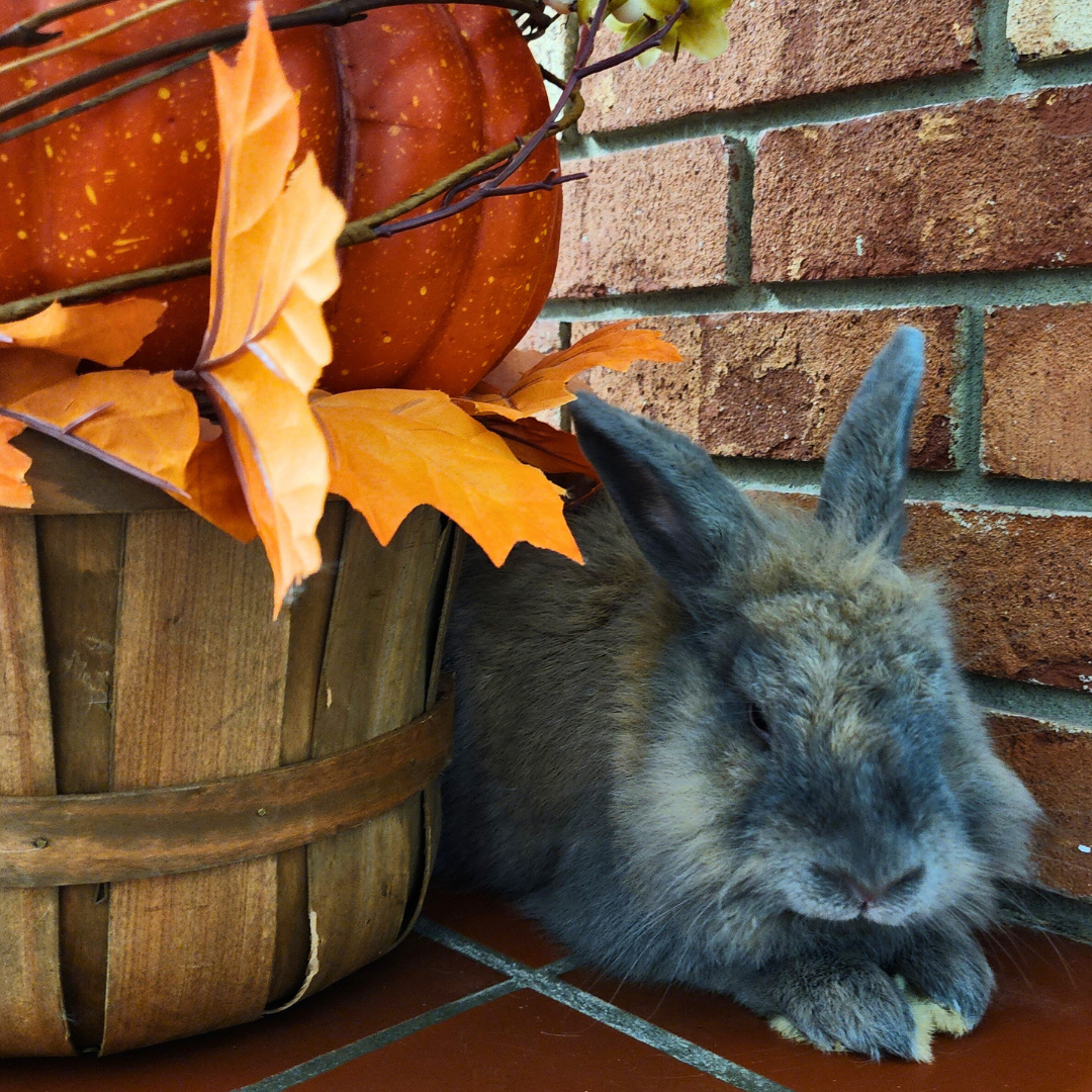 _#4Hershey Kiss francan518@gmail.com