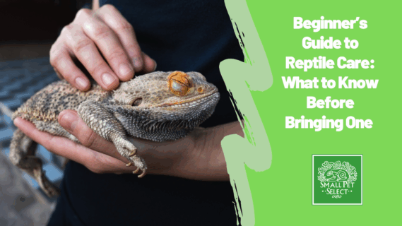 Beginner’s Guide to Reptile Care: What to Know Before Bringing One