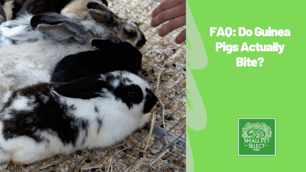 FAQ: Do Guinea Pigs Actually Bite?