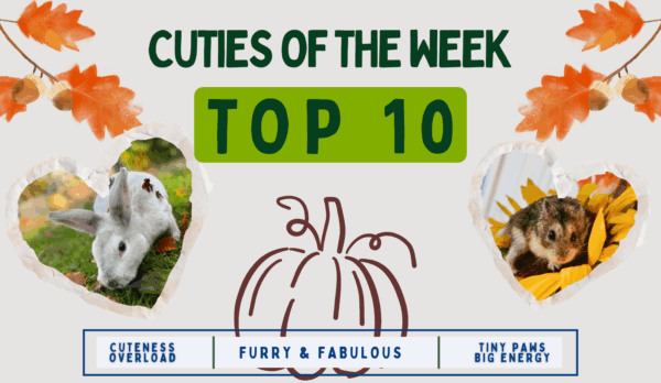 TOP 10 CUTIES OF THE WEEK
