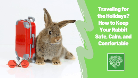 Traveling for the Holidays? How to Keep Your Rabbit Safe, Calm, and Comfortable