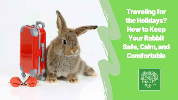 Traveling for the Holidays? How to Keep Your Rabbit Safe, Calm, and Comfortable